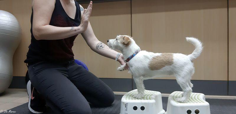 Galeria z zoofizjoterapii - wykład i pokaz psiego fitnessu