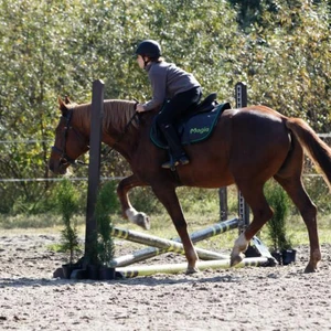 Hubertus 2019 - cz. IV - konkurs podskoków 20 cm (fot. Piotr Kawula)