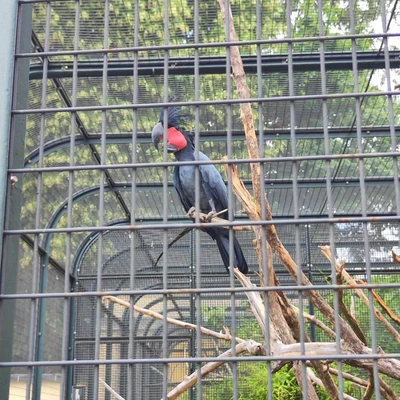 Zajęcia terenowe - ogrody zoologiczne w Wiedniu_11