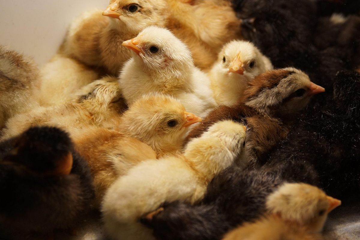 Poultry Days 2025