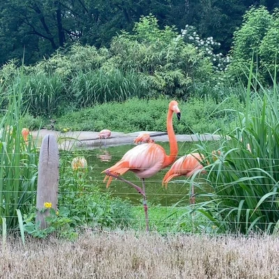 Zajęcia terenowe - ogrody zoologiczne w Wiedniu_10