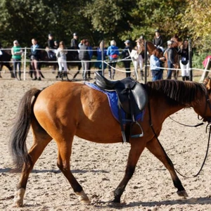 Hubertus 2019 - cz. III - konkurs skoków 50 cm (fot. Piotr Kawula)