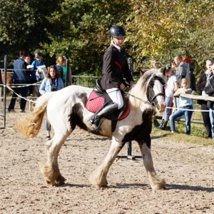 Hubertus 2019 - cz. III - konkurs skoków 50 cm (fot. Piotr Kawula)