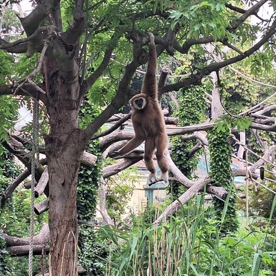 Zajęcia terenowe - ogrody zoologiczne w Wiedniu_13