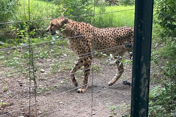 Zajęcia terenowe - ogrody zoologiczne w Wiedniu_9
