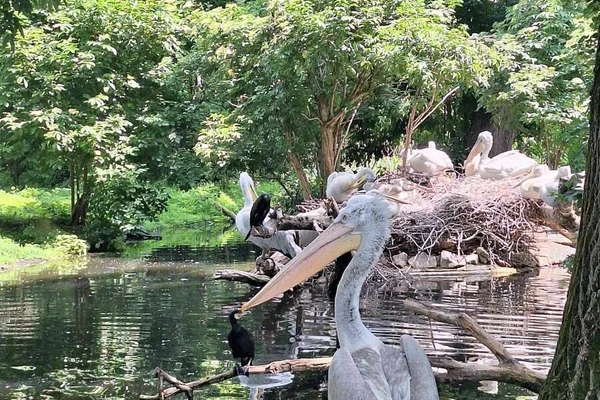 Zajęcia terenowe - ogrody zoologiczne w Wiedniu_16