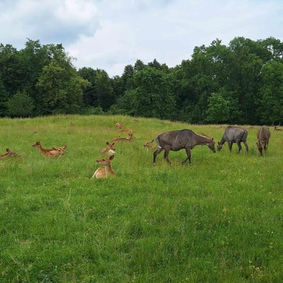 Zajęcia terenowe - ogrody zoologiczne w Wiedniu_7