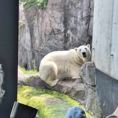 Zajęcia terenowe - ogrody zoologiczne w Wiedniu_8