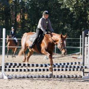 Hubertus 2019 - cz. III - konkurs skoków 50 cm (fot. Piotr Kawula)