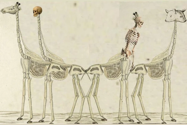 grafika ilustracyjna - zapowiedz wykładu "Genetyczne przyczyny anomalii anatomicznych"