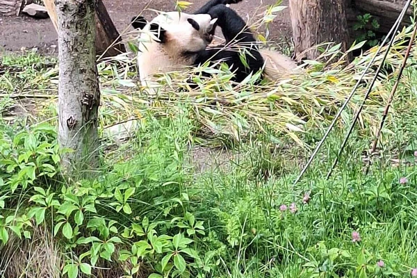Zajęcia terenowe - ogrody zoologiczne w Wiedniu_14