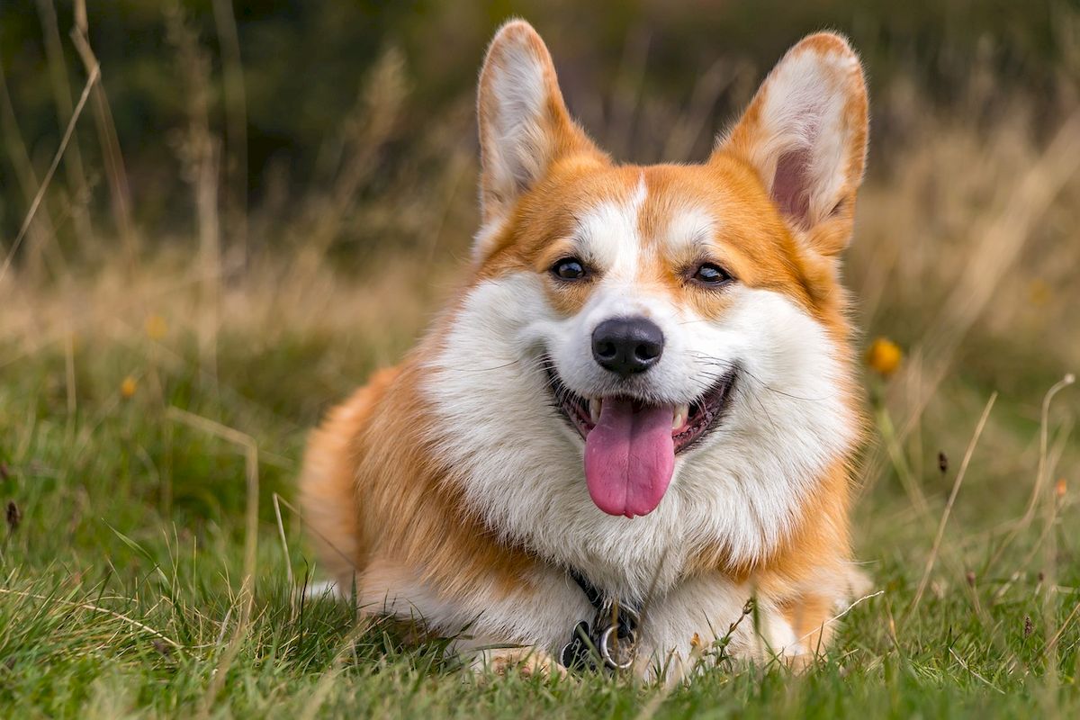 pies corgi