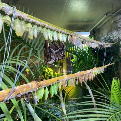Zajęcia terenowe - ogrody zoologiczne w Wiedniu_4