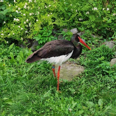 Zajęcia terenowe - ogrody zoologiczne w Wiedniu_15