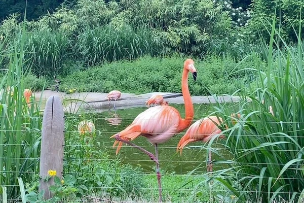 Zajęcia terenowe - ogrody zoologiczne w Wiedniu_10