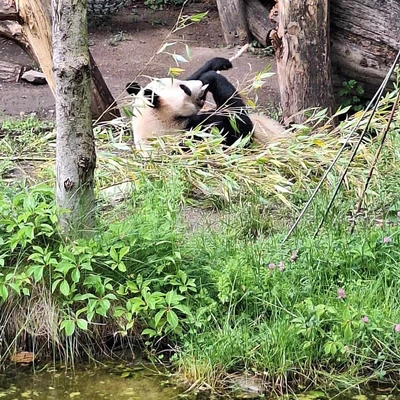 Zajęcia terenowe - ogrody zoologiczne w Wiedniu_14