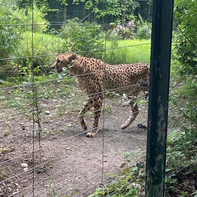 Zajęcia terenowe - ogrody zoologiczne w Wiedniu_9