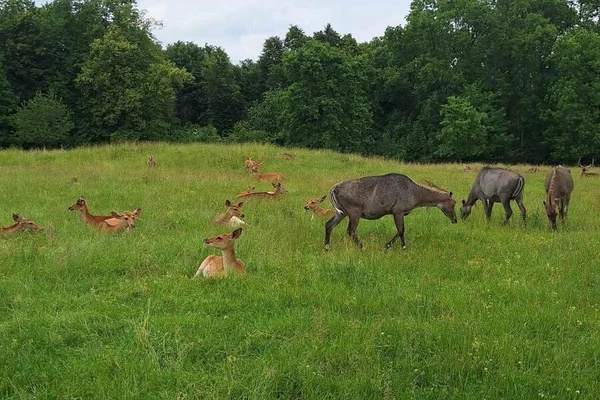 Zajęcia terenowe - ogrody zoologiczne w Wiedniu_7