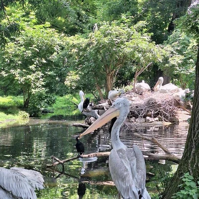 Zajęcia terenowe - ogrody zoologiczne w Wiedniu_16