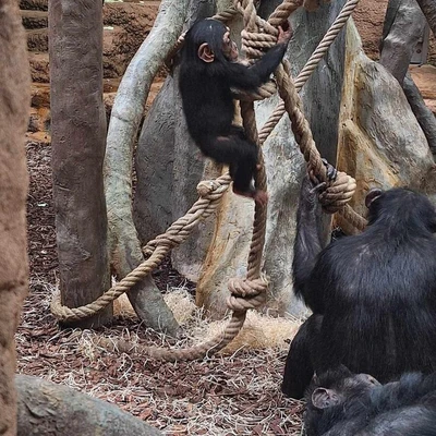 Zajęcia terenowe - ogrody zoologiczne w Wiedniu_6