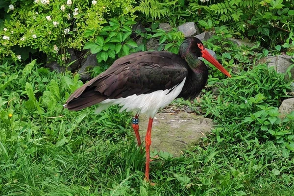 Zajęcia terenowe - ogrody zoologiczne w Wiedniu_15