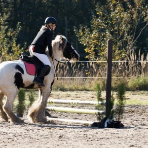 Hubertus 2019 - cz. III - konkurs skoków 50 cm (fot. Piotr Kawula)