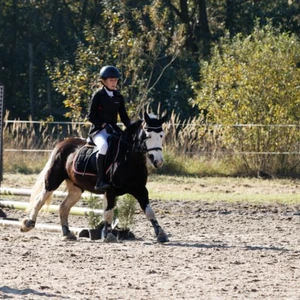 Hubertus 2019 - cz. III - konkurs skoków 50 cm (fot. Piotr Kawula)