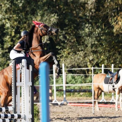 Hubertus 2019 - cz. II - konkurs skoków 70 cm (fot. Piotr Kawula)